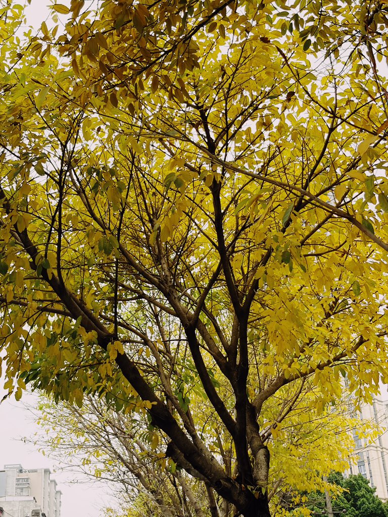 甲安蝶聆 tweet media