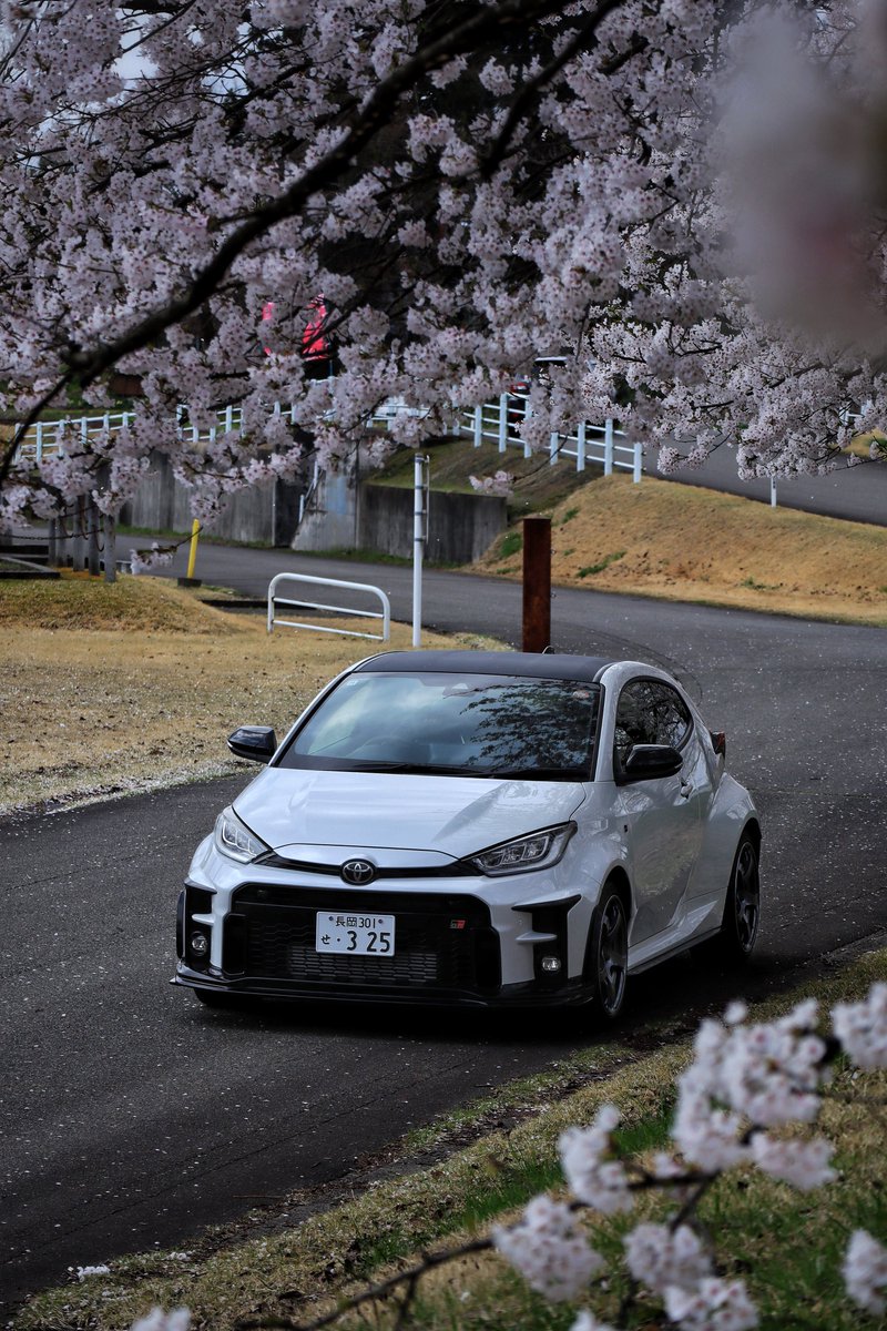 今年も桜と🌸　#GRヤリス