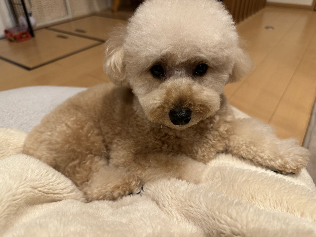 くらそん tweet media