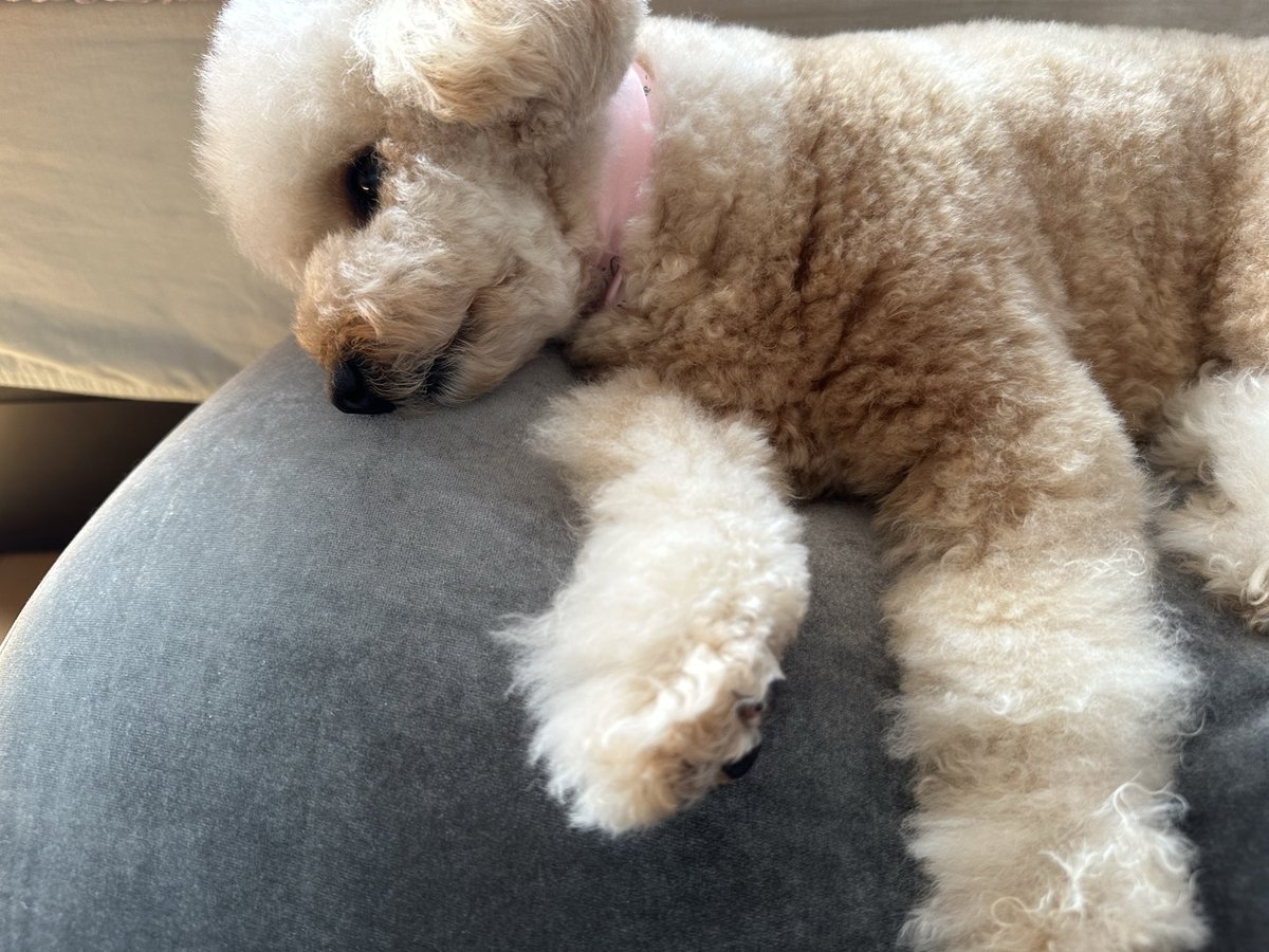 くらそん tweet media