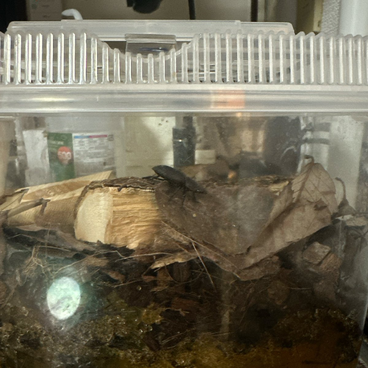 まじかあったかすぎてクワガタが冬眠から覚めた