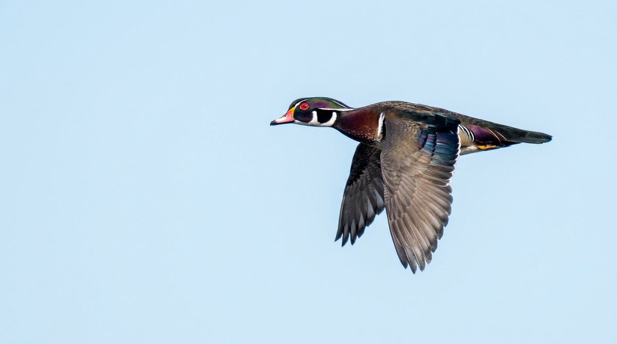 Henry Hintermeister tweet media