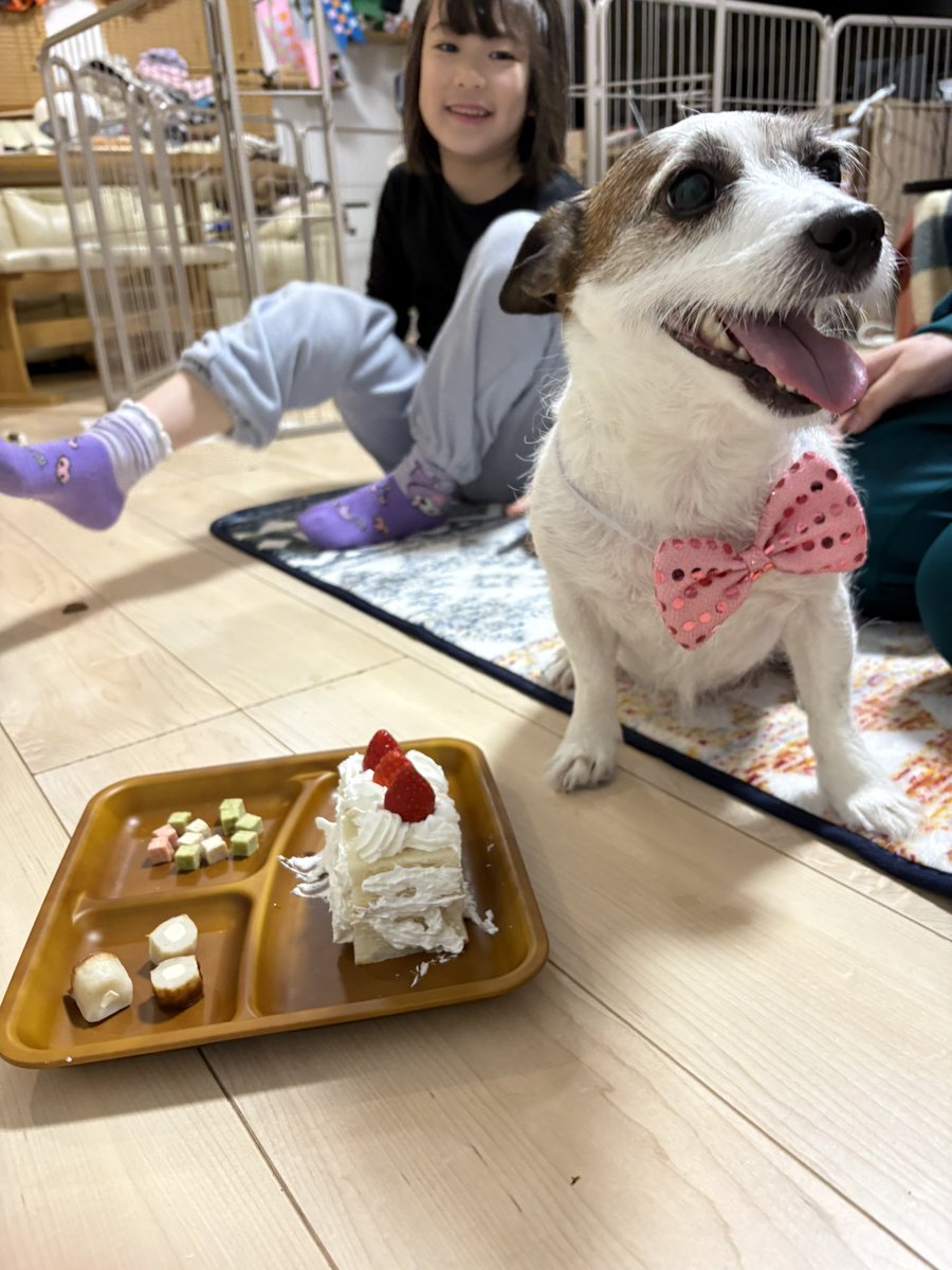 ito_hinako33's tweet photo. びっちゃん、9歳おめでとう💛
#誕生日

さっちゃんと、びっちゃん。 https://t.co/vXVKHQ6gL3