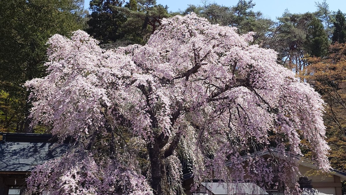 silvers_k5732's tweet photo. 南湖神社の🌸桜は散り始めてましたが綺麗でした！

 #白河市
 #南湖神社
 #空ネット https://t.co/Ca0GJwGJuN