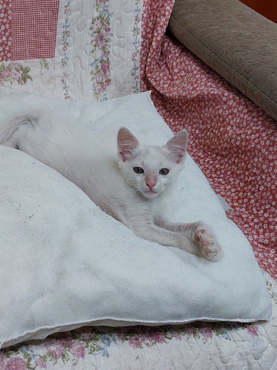 Gabriela Cravo e Canela tweet media