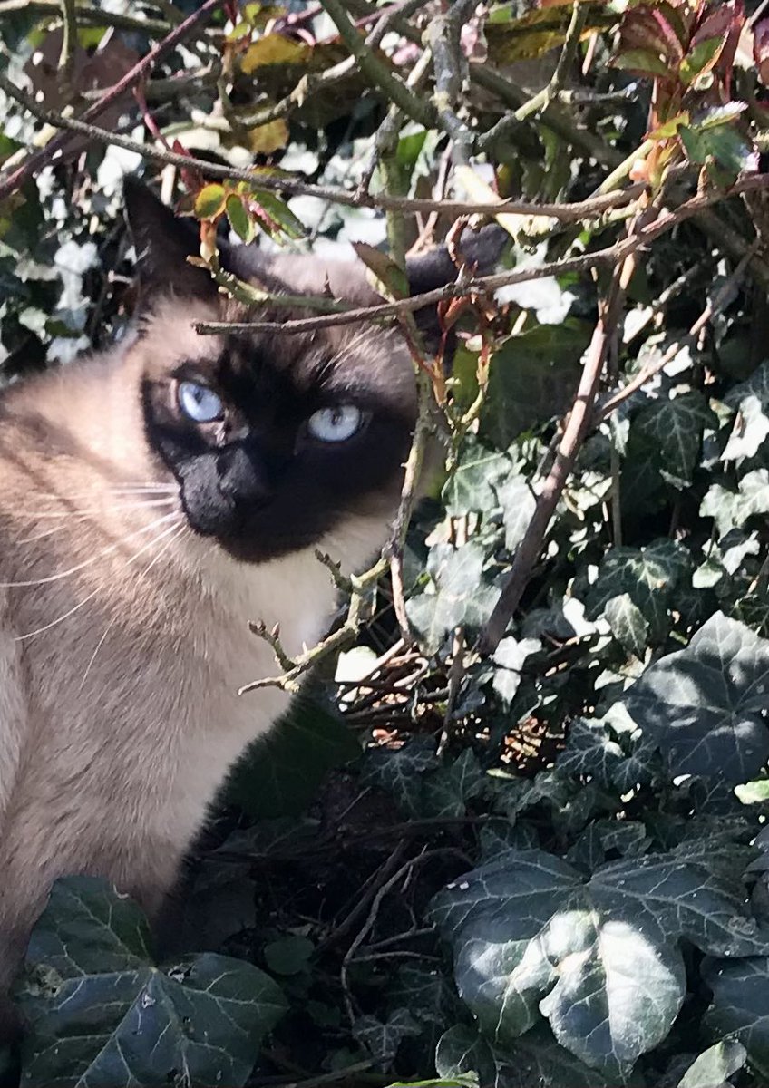 SHETLAND PONY BOOK tweet media
