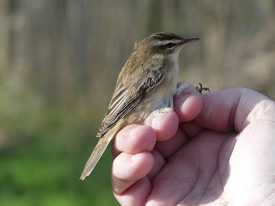 Iceni Bird Monitoring Group tweet media