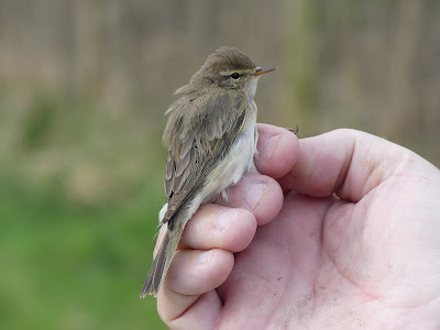 Iceni Bird Monitoring Group tweet media