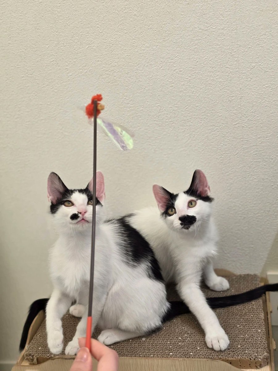 히테이 tweet media