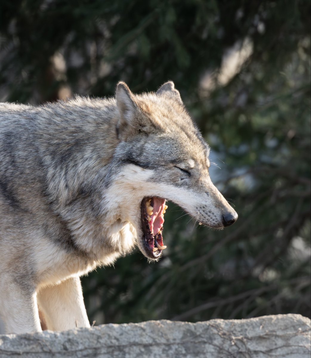 yuki / 動物写真 tweet media