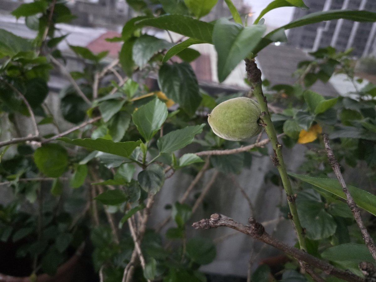 從桃花到桃子
今年開兩朵桃花，但一朵變桃子
目前還沒被鳥偷吃掉