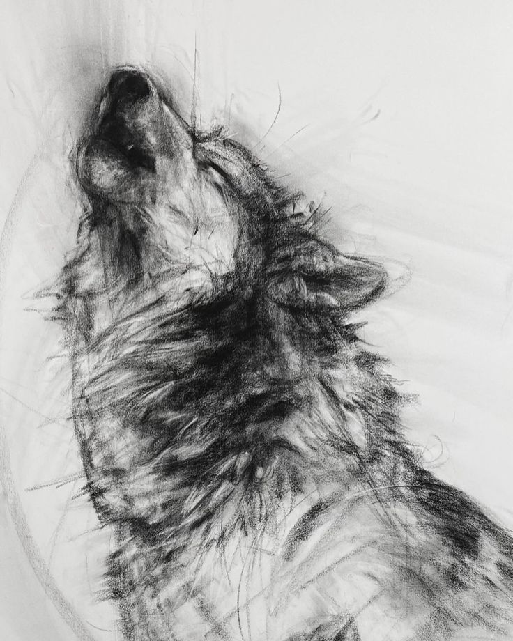 Wido Muruswallum tweet media