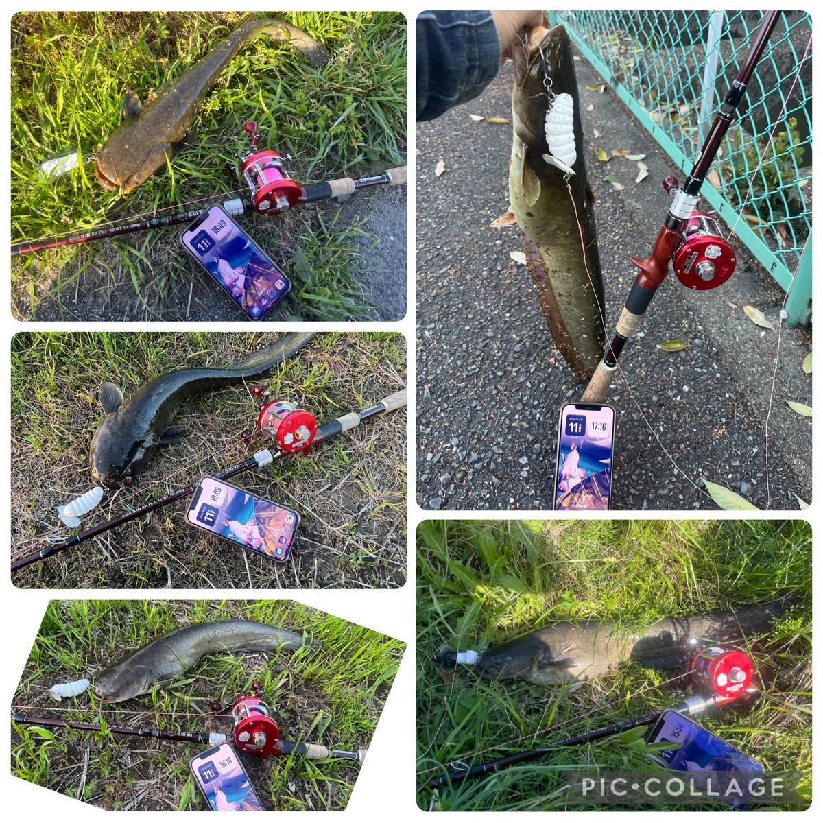 4445ayagabu's tweet image. 今日のナマズ釣果~21ﾅﾏ(ง˘ω˘)วﾅﾏ
途中からなまずｸﾝさんと合流~✨
お疲れ様でした~
#Fishman
#BC4510XH
#猫バグ
#キャタピー
#トップオンリー
#バーブレス
#シングルフック
#ナマズ釣り
#鯰