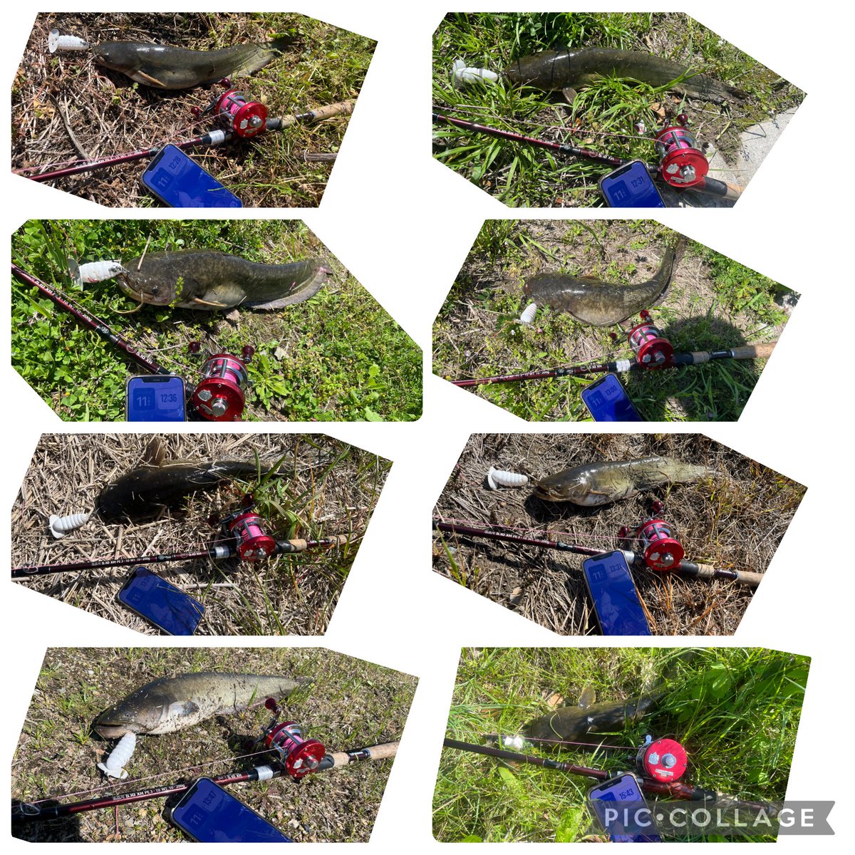 4445ayagabu's tweet image. 今日のナマズ釣果~21ﾅﾏ(ง˘ω˘)วﾅﾏ
途中からなまずｸﾝさんと合流~✨
お疲れ様でした~
#Fishman
#BC4510XH
#猫バグ
#キャタピー
#トップオンリー
#バーブレス
#シングルフック
#ナマズ釣り
#鯰