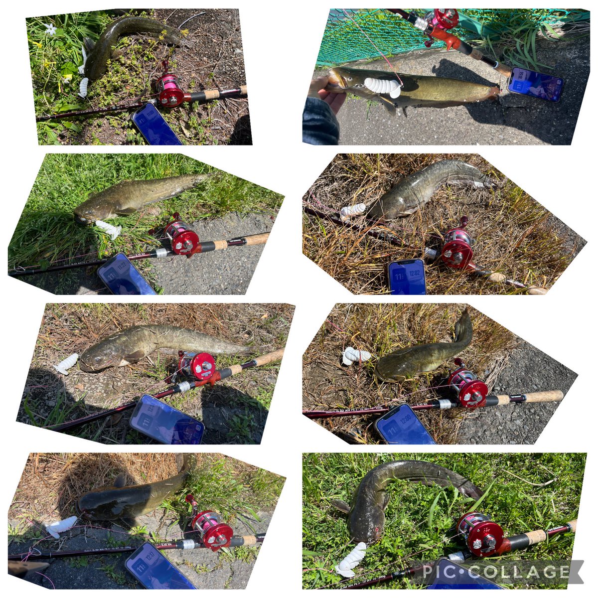 4445ayagabu's tweet image. 今日のナマズ釣果~21ﾅﾏ(ง˘ω˘)วﾅﾏ
途中からなまずｸﾝさんと合流~✨
お疲れ様でした~
#Fishman
#BC4510XH
#猫バグ
#キャタピー
#トップオンリー
#バーブレス
#シングルフック
#ナマズ釣り
#鯰