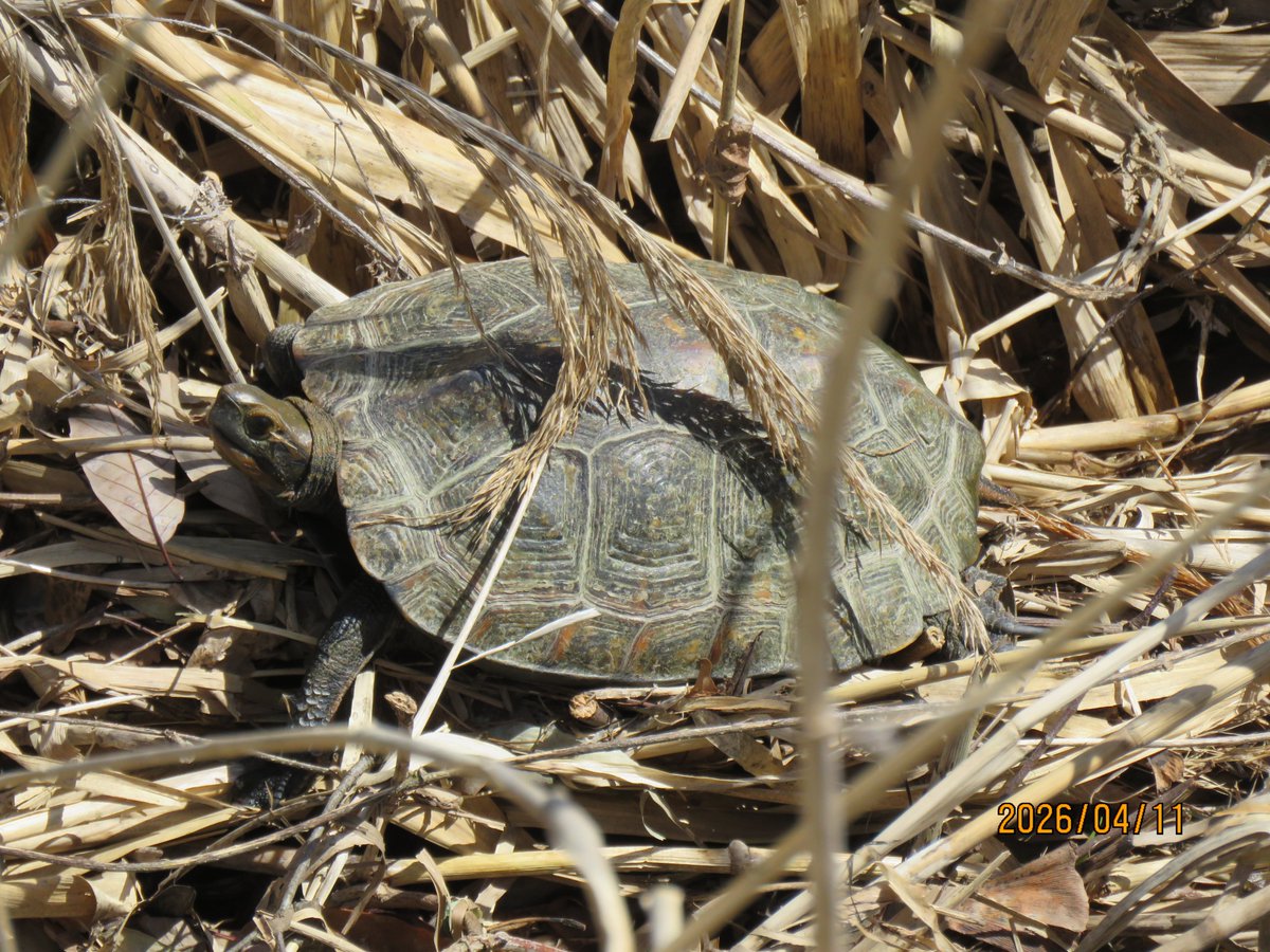 🇯🇵日本石亀観察学会 tweet media