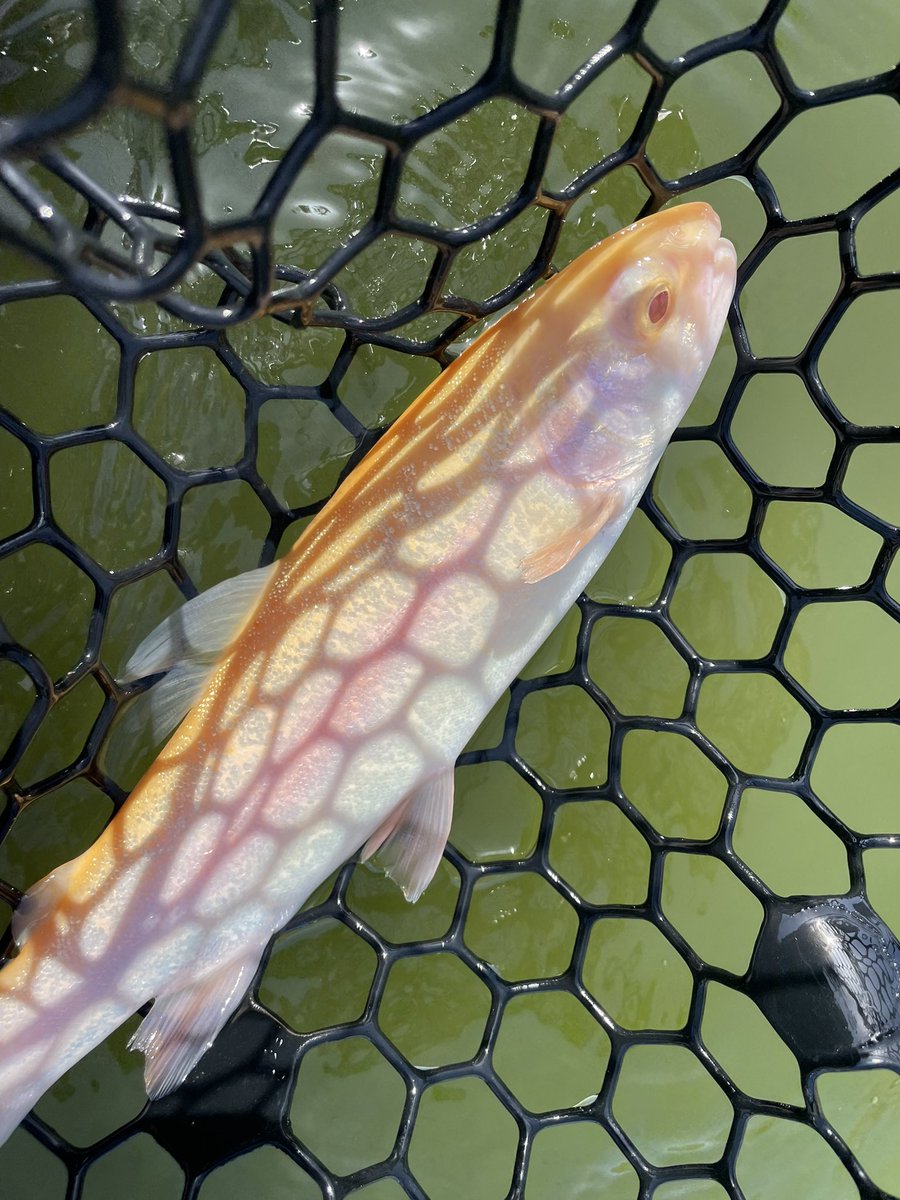 よっしー tweet media