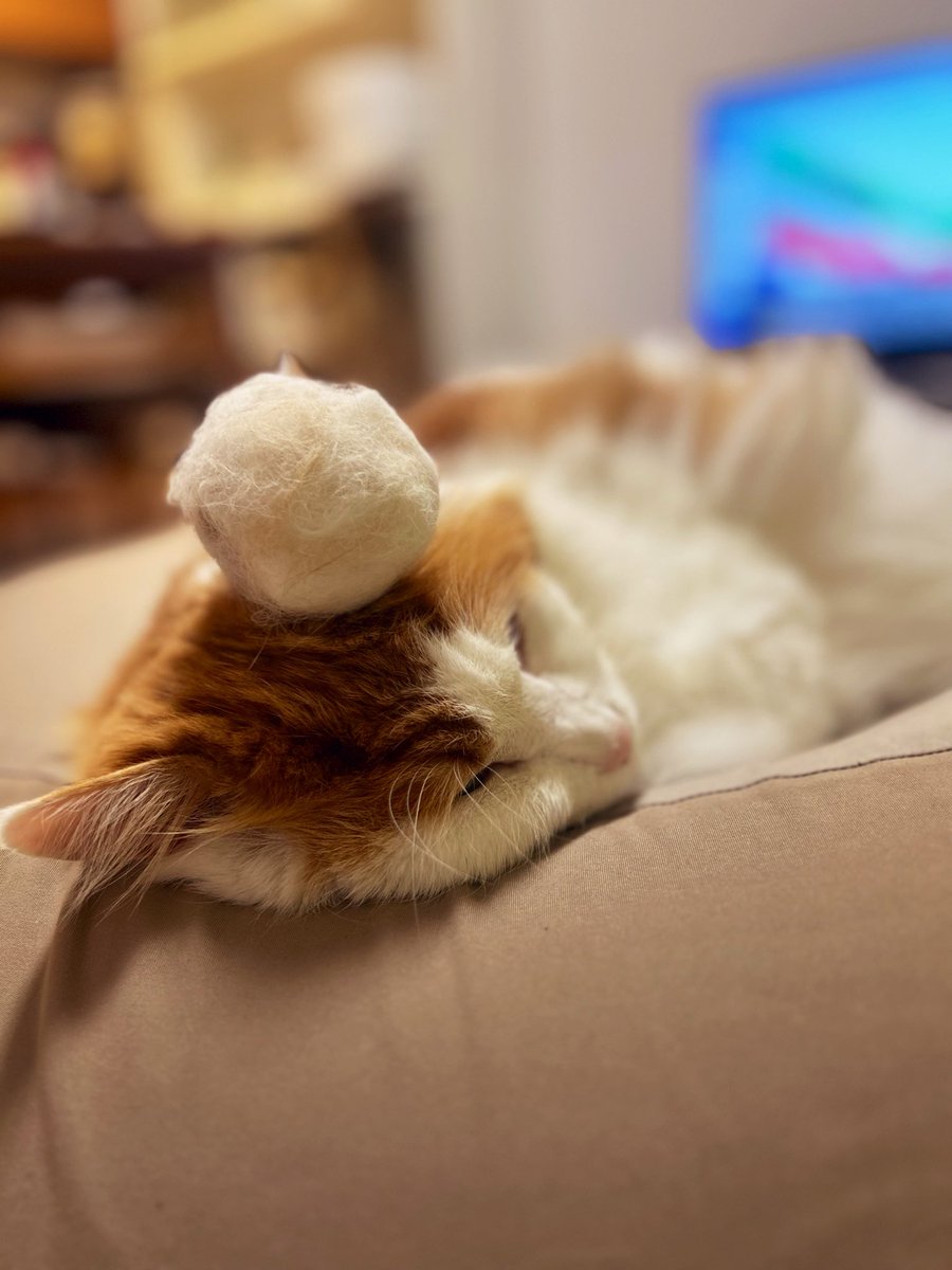 久々に思い切りブラッシングしたら分身が出来上がりました。

#猫
#猫のいる暮らし
#ミニおもち