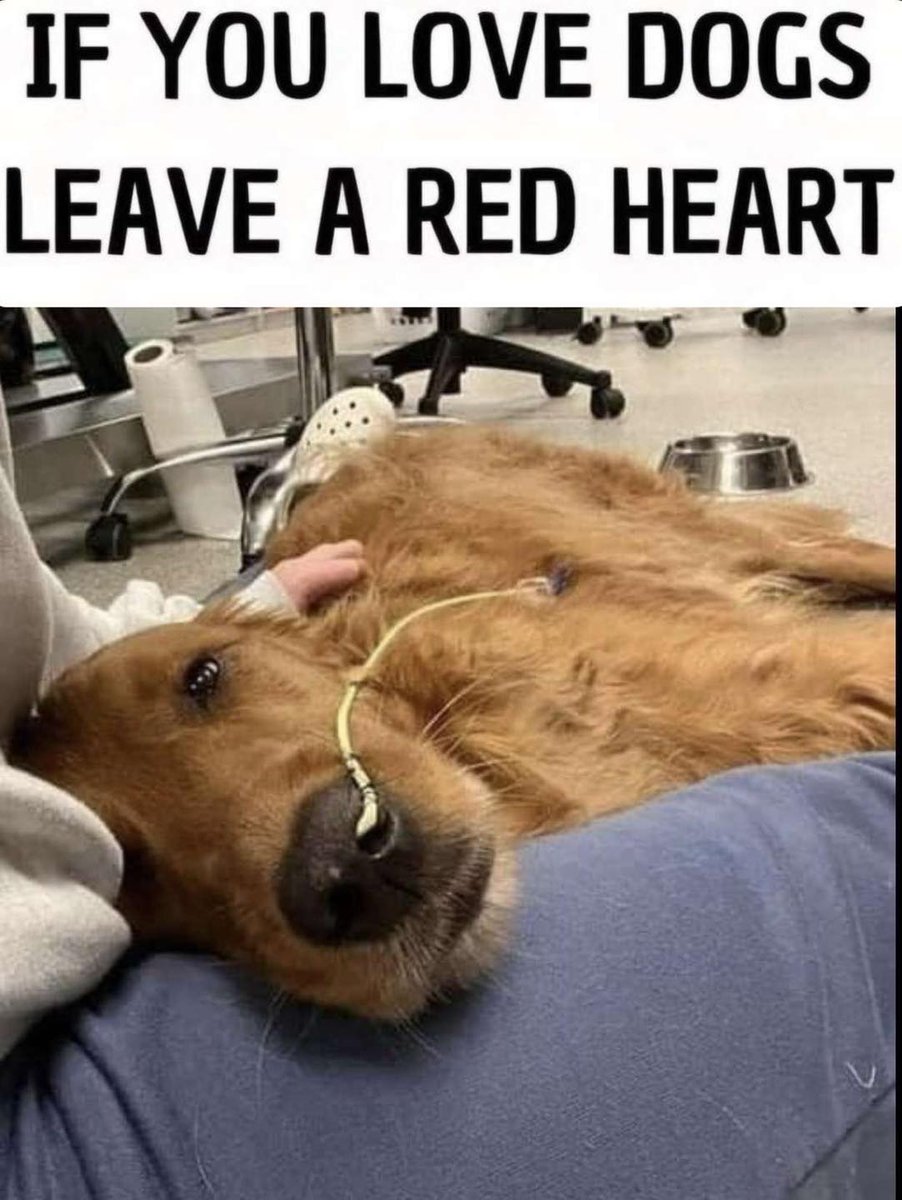 DogLovers03's tweet image. They deserve to be loved too ❤️❤️