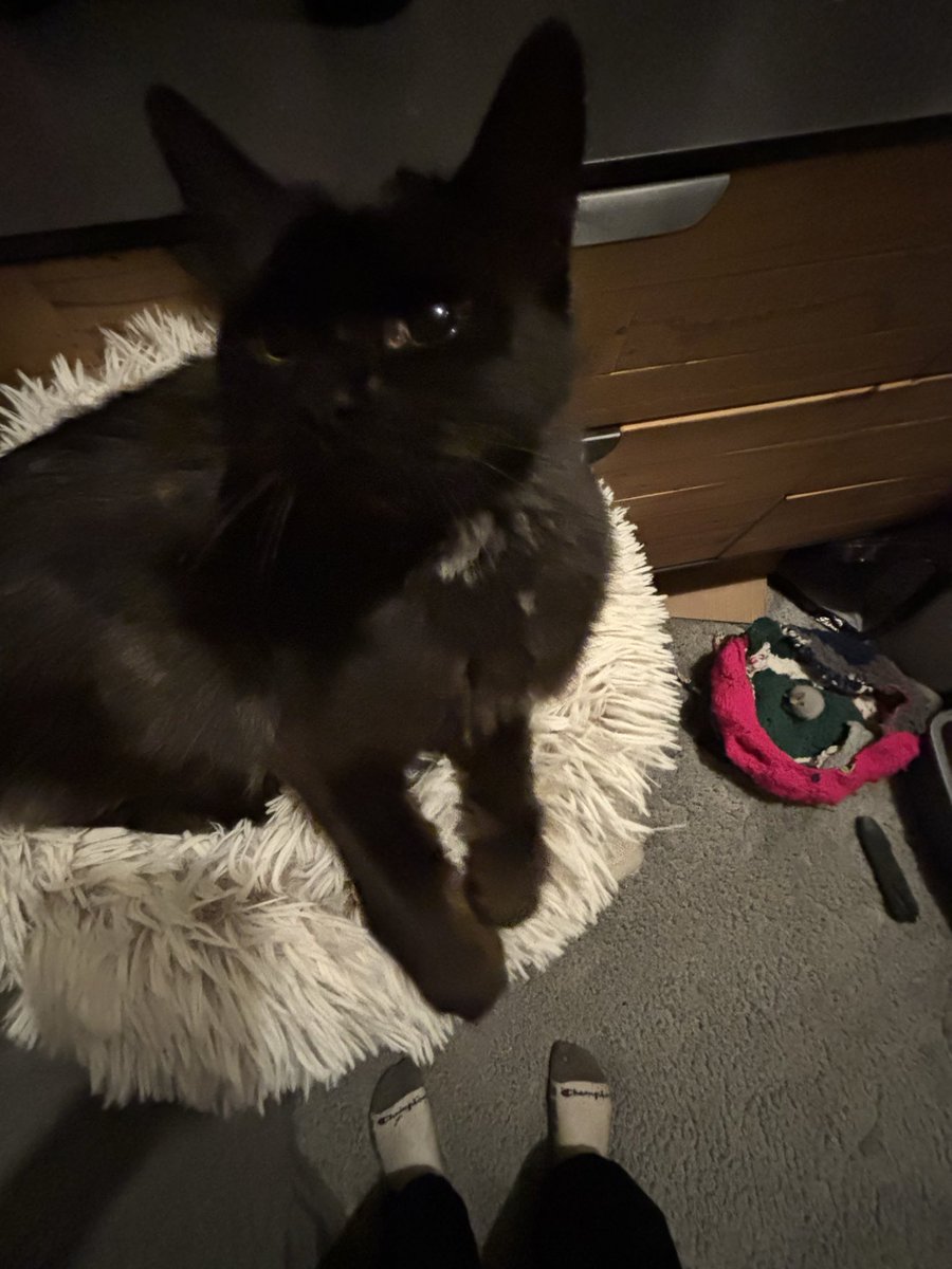 tarantulagrl's tweet photo. First official picture on my new phone and ofc it had to be of my BibiBinji￼💗 https://t.co/QZLPzM9oFP