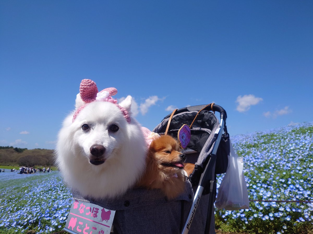 elvefa's tweet photo. ひたち海浜公園のネモフィラ！
今年も綺麗！！ https://t.co/zM9HHbDJcV