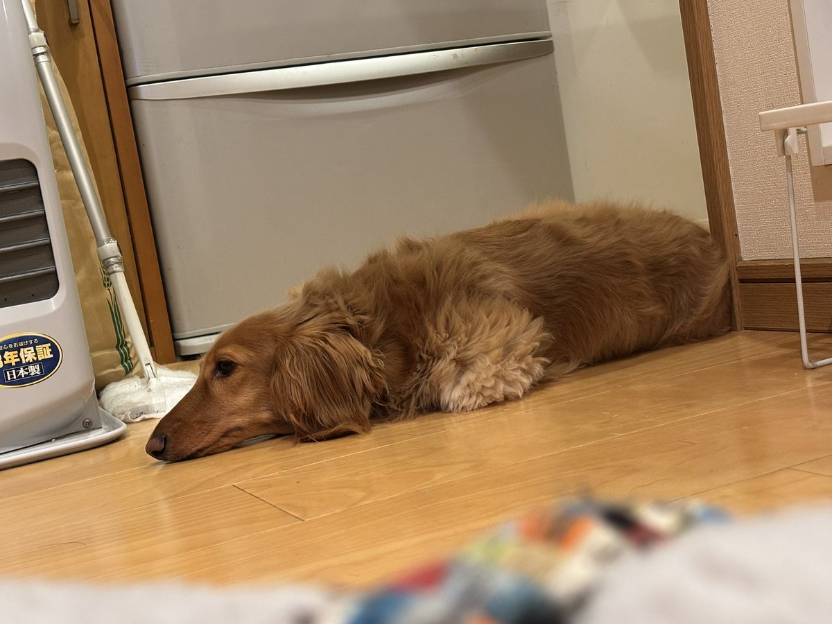 ぽるん tweet media