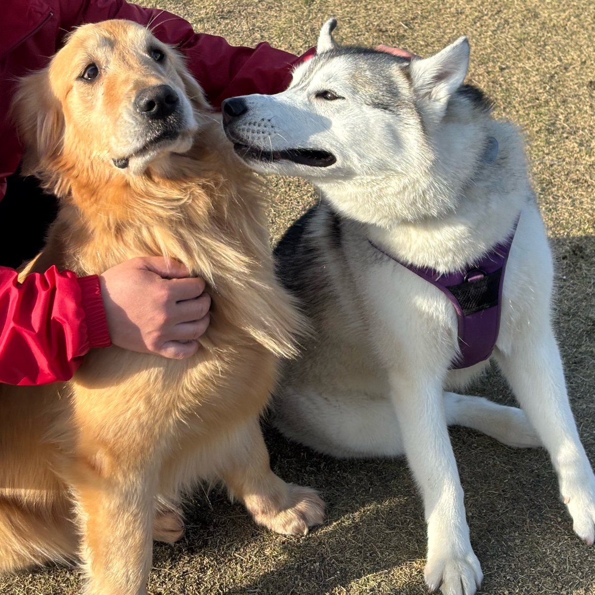 ハスキーの珀くん tweet media