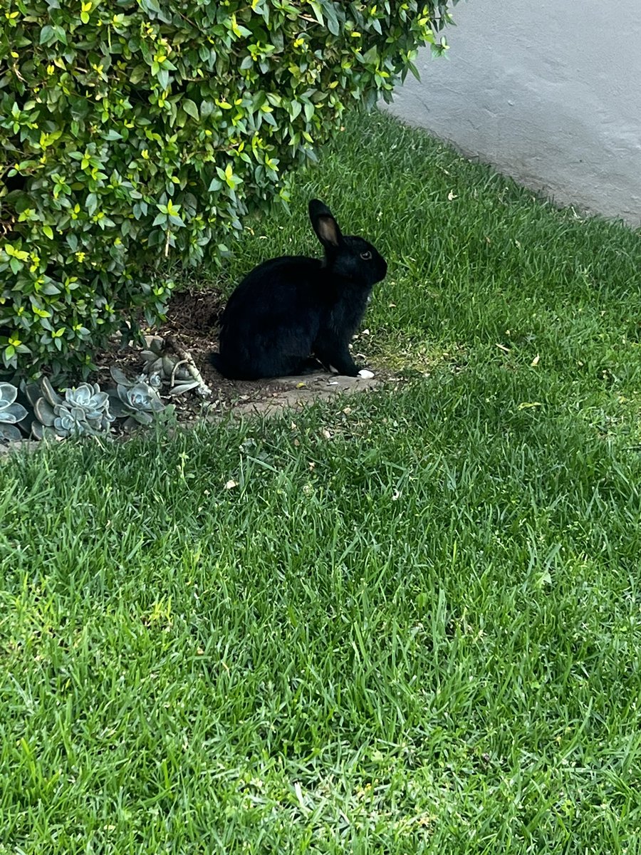 nosiirskiGio's tweet photo. I saw a rabbit on todayβs walk!! #walking #saturdaywalk https://t.co/YYzLsaBij6