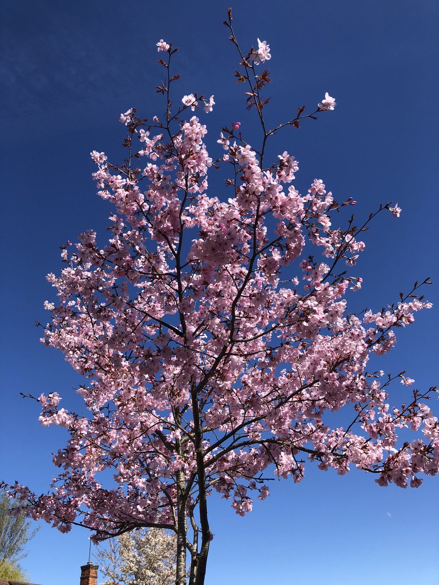 Sr. Carolyn tweet media