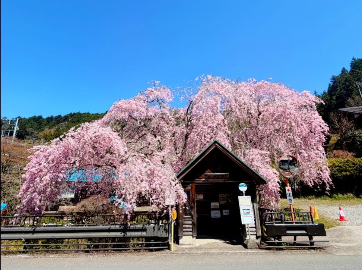 khmerlesson's tweet photo. 檜原村。
人里(へんぼり)バス停のしだれ桜が見頃で、レトロな待合所と桜が織りなす風景は、いつ観てもステキです。

#檜原村 #人里 https://t.co/LLbvwSsD3n