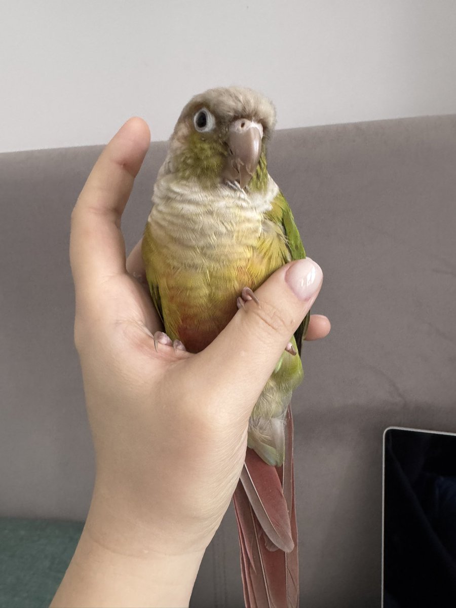 амбассадоресса чувашии tweet media