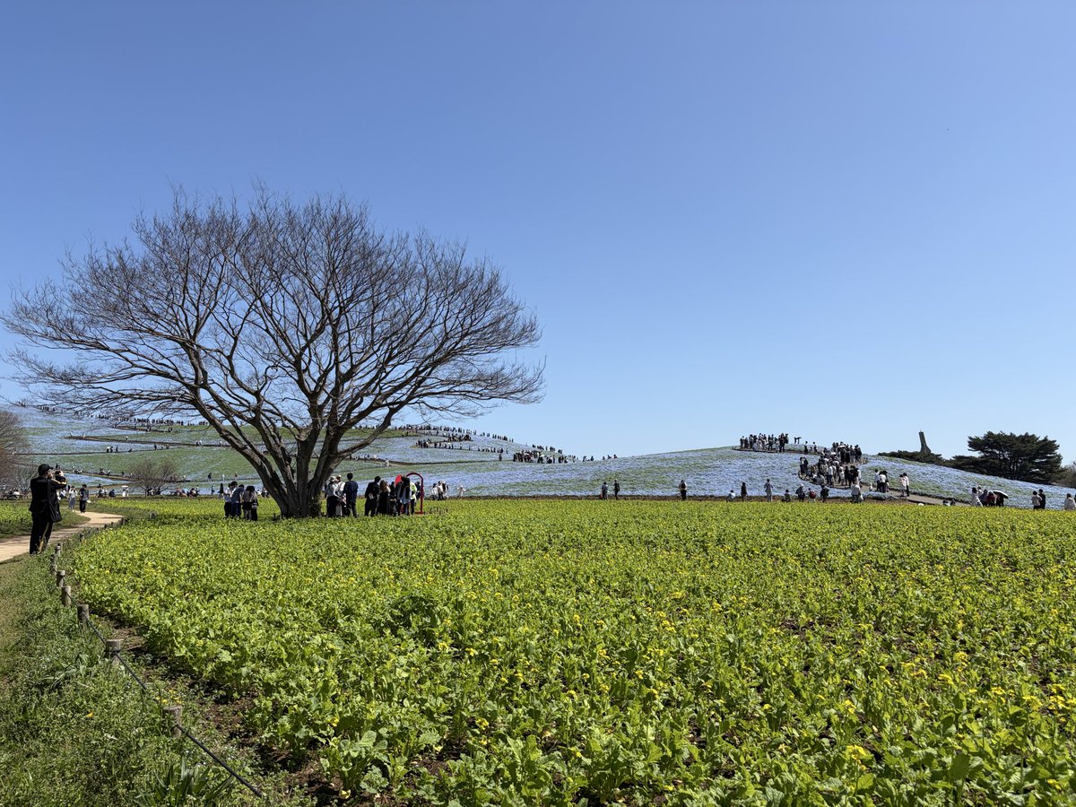 ちょこみんと tweet media