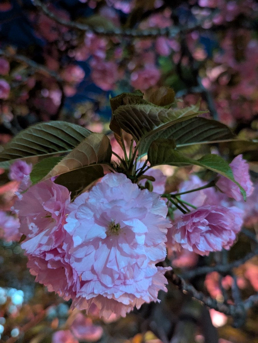 今年は全般的によく咲いていてよかったよかった！