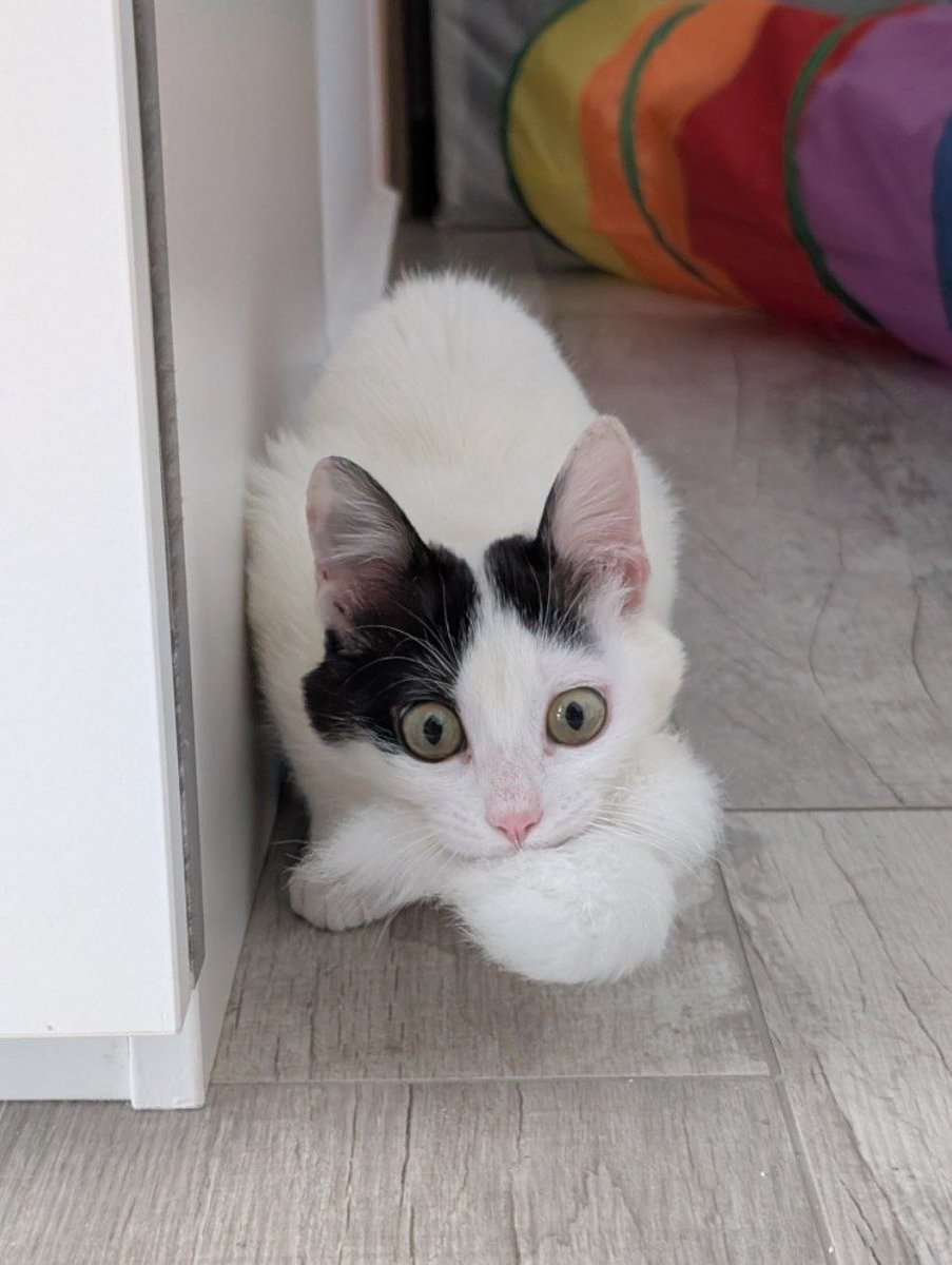 злисица tweet media