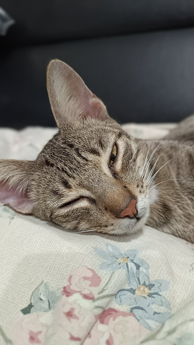 Melanophile♊ tweet media