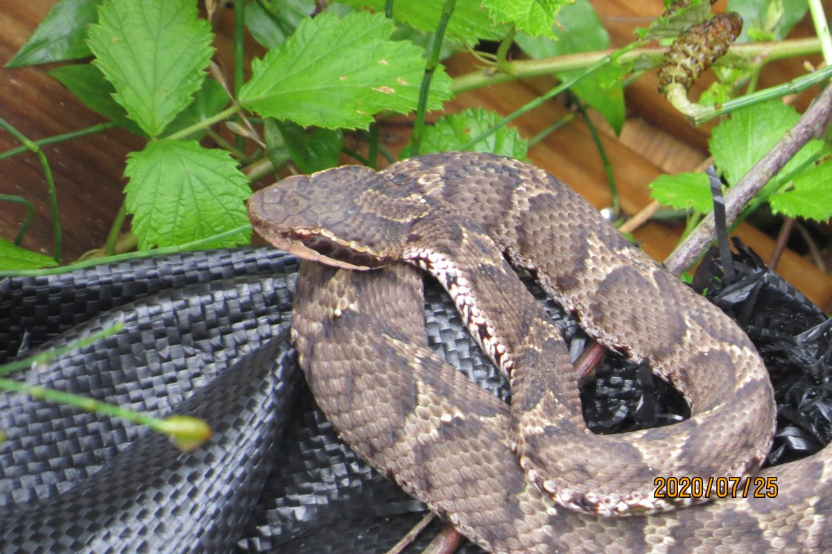 🇯🇵日本石亀観察学会 tweet media