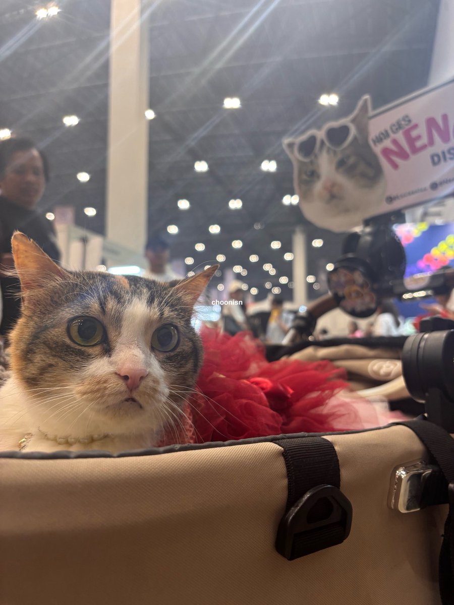 elle 🎐 tweet media