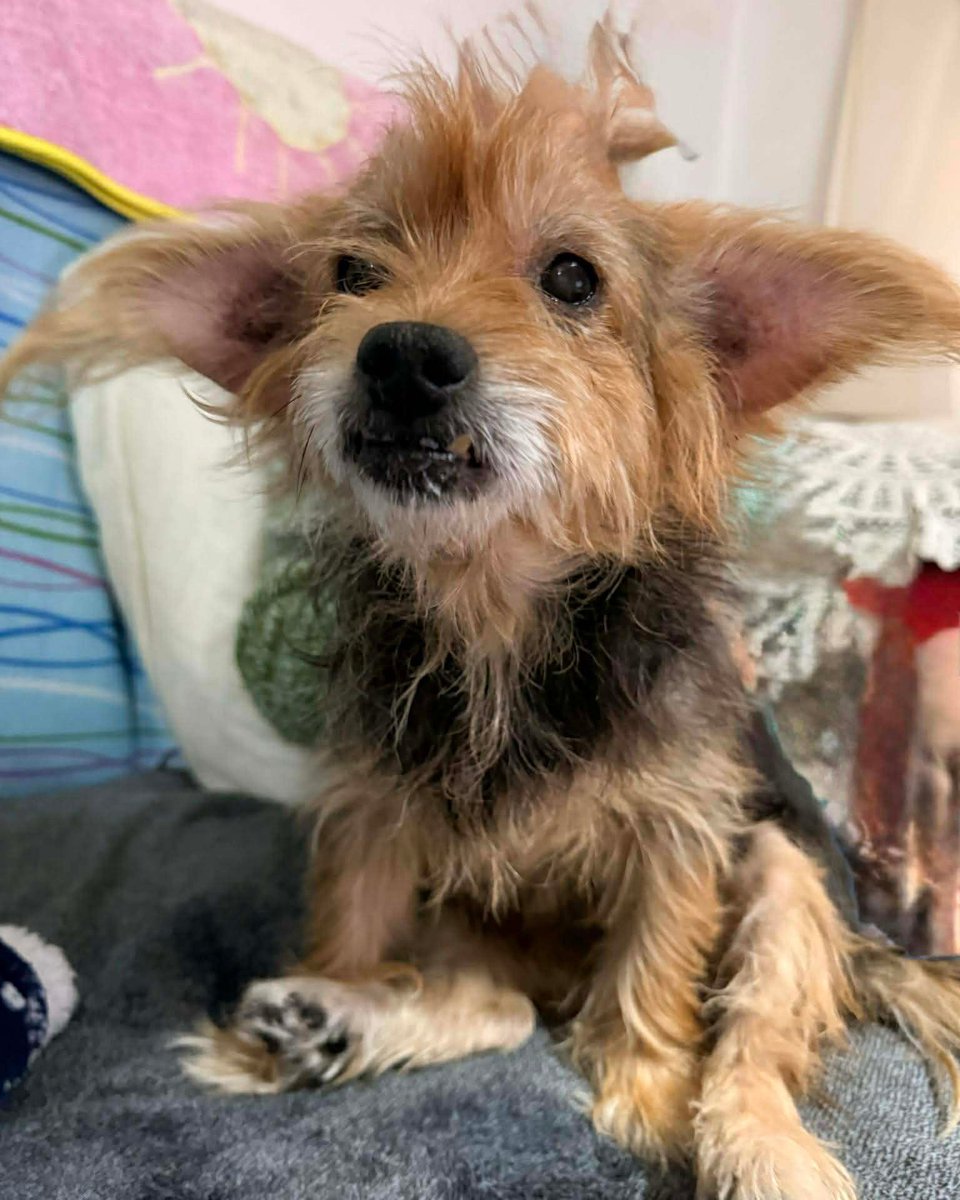 SOS Abuelos tweet media