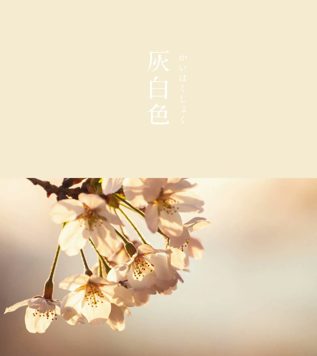 543life's tweet photo. 灰白色（かいはくしょく）｜#にっぽんのいろ

灰色がかった、少し黄みのある白色が独特の存在感を放ちます。
別名「灰白（はいじろ）」ともいい、温かく柔和な印象があります。その一方で死を連想させる描写に用いられるなど、生と死の両極端なイメージを持つ不思議な色です。

▼4月のいろ #にっぽんのいろ
https://t.co/kEYX2kdANN