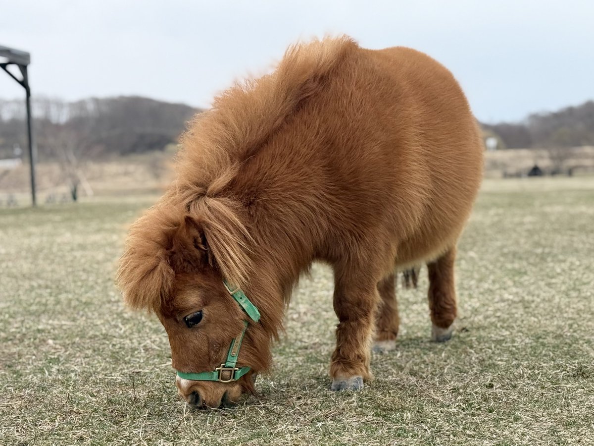 しおり tweet media