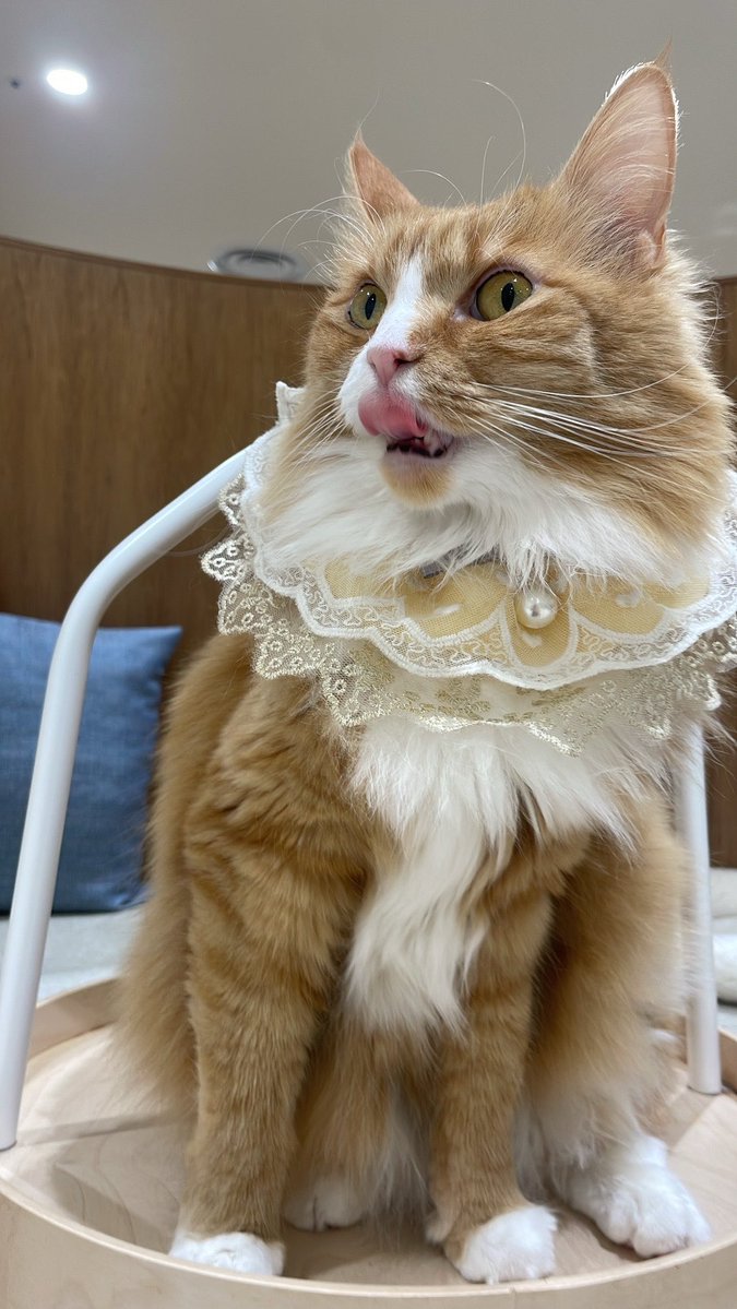 けちゃ tweet media