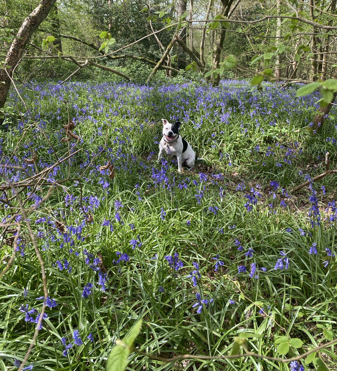 Bluebells a plenty #staffiesaturday