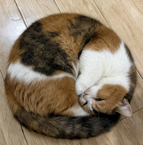 Eva Close tweet media