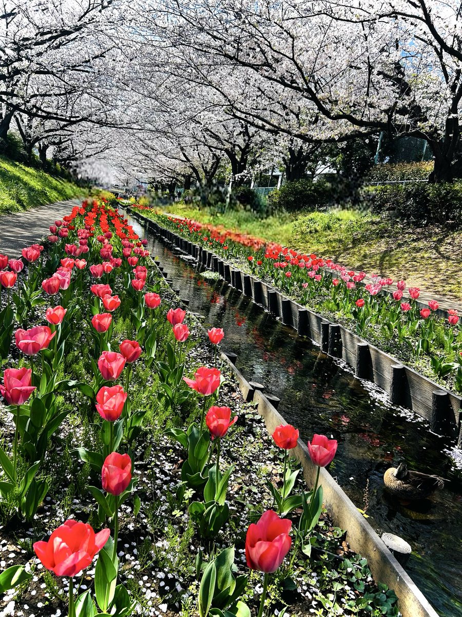 のん*のひとりごと。 tweet media