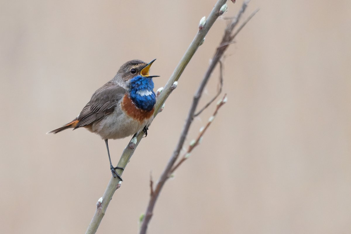 Tomáš 🅱️ tweet media