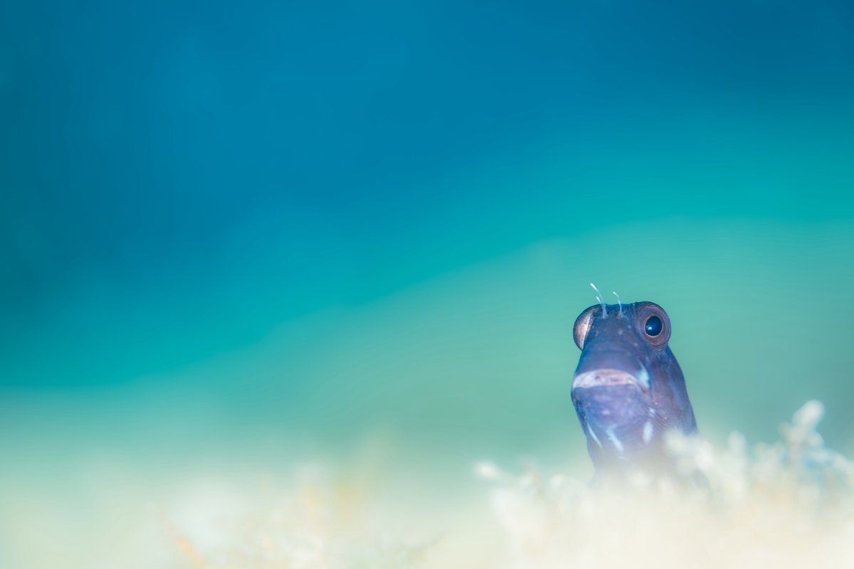 SeaHeaven2.1🇯🇵 tweet media