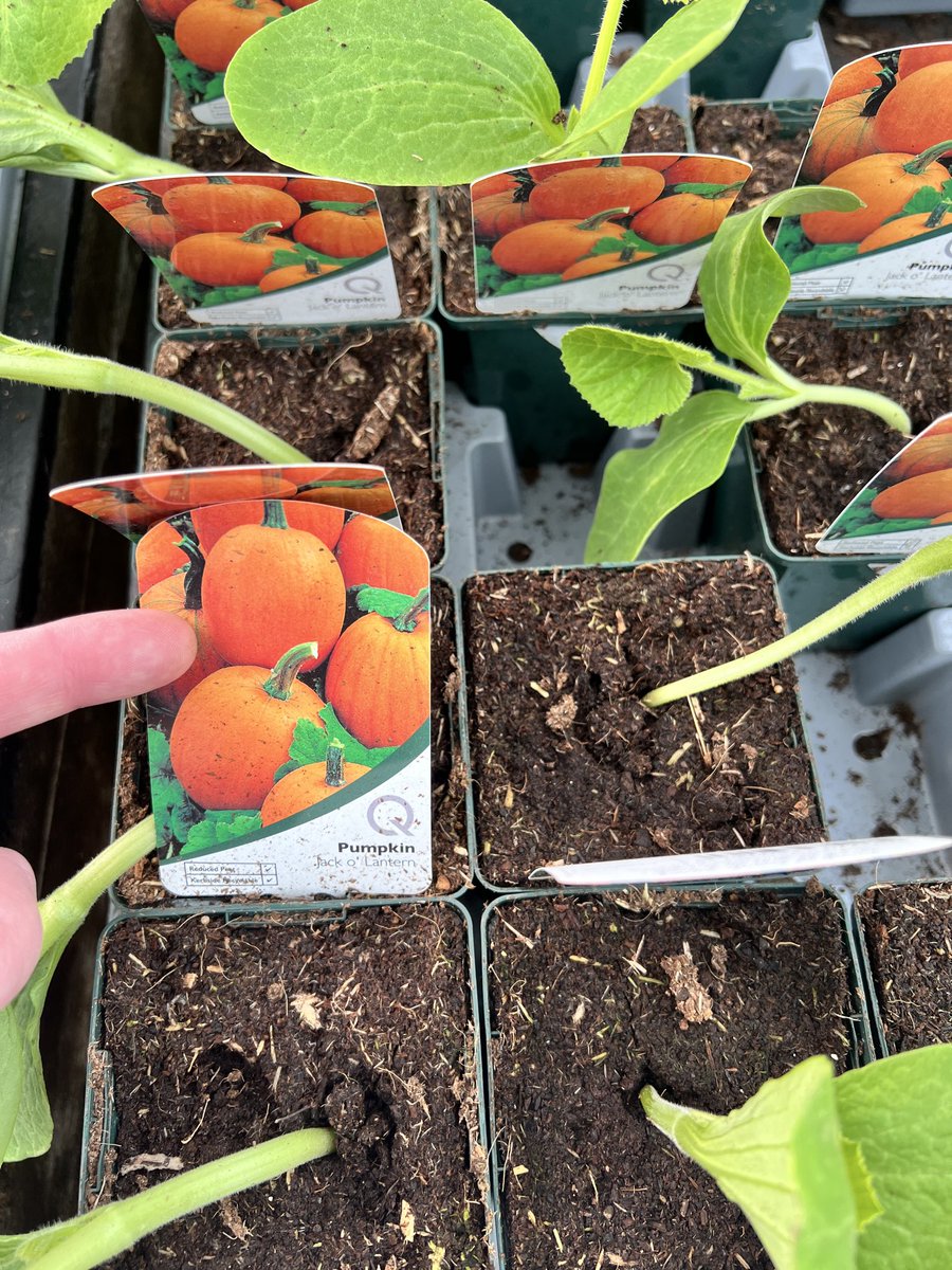 A2ZOfGaming's tweet image. It’s started @Syndicate #PumpkinPatch #The110 #Pumpkin