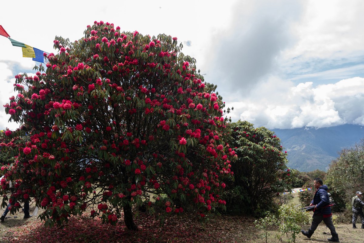 PemaKhanduBJP's tweet photo. 📍Rhododendron Park, Khrimu, Tawang 

#rhododendronstrail #Khrimu #Tawang https://t.co/iPxOD6Y7cL