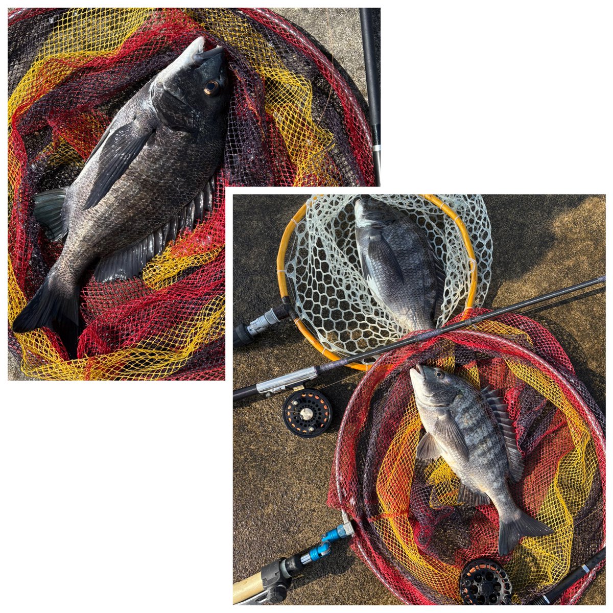 まっしん@釣り tweet media