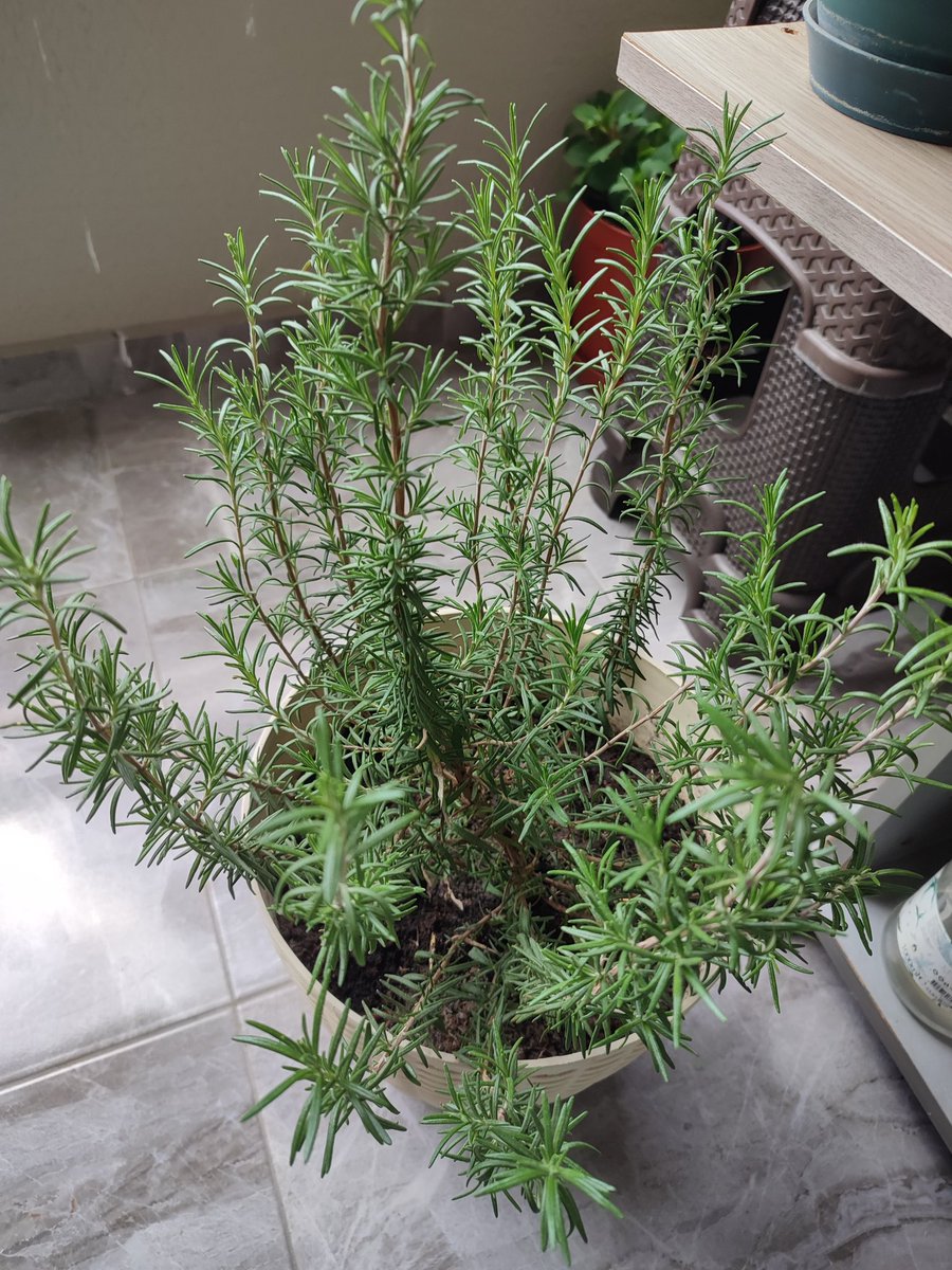 ZobiciQue tweet media